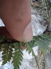 Myriopteris alabamensis