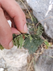 Myriopteris alabamensis