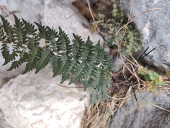 Myriopteris alabamensis