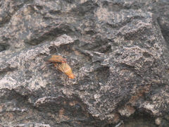 Boisea coimbatorensis