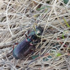 Pterostichus pilosus