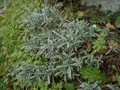 Hormathophylla spinosa