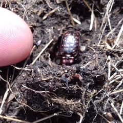 Pterostichus pilosus