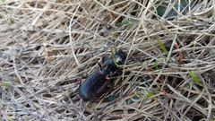 Pterostichus pilosus