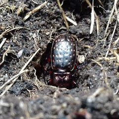 Pterostichus pilosus