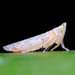 Helionides lineatifrons - Photo (c) Cecile Roux, some rights reserved (CC BY-NC), uploaded by Cecile Roux