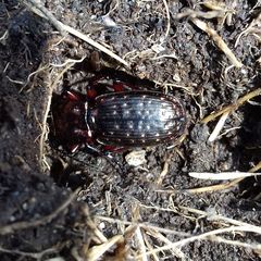 Pterostichus pilosus