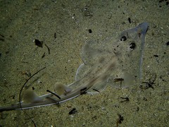 Southern Shovelnose Ray photo 3