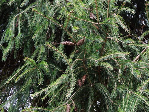Taiwan spruce (Picea morrisonicola)