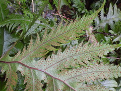 Tectaria griffithii