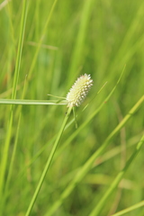 Cyperus sesquiflorus sesquiflorus