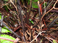 Tectaria griffithii