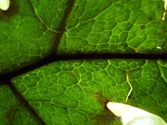 Tectaria griffithii