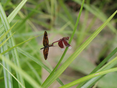 Rhyothemis obsolescens