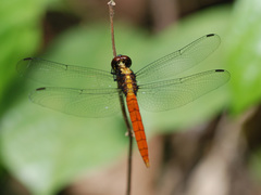 Lyriothemis cleis