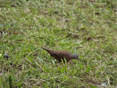Columbina talpacoti