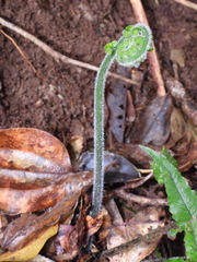 Diplazium pullingeri