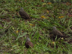 Columbina talpacoti