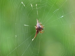 Gasteracantha versicolor