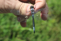 Zygonyx natalensis