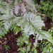 Tectaria griffithii - Photo (c) Chen Shu, algunos derechos reservados (CC BY-NC), subido por Chen Shu