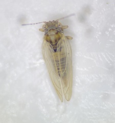 Ceanothia ceanothi
