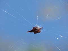 Gasteracantha versicolor