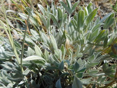 Astragalus gilviflorus