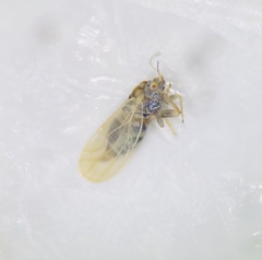 Ceanothia ceanothi