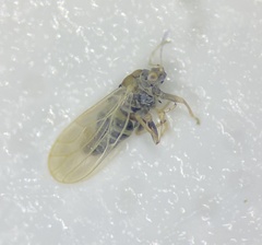Ceanothia ceanothi