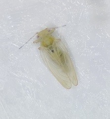 Ceanothia ceanothi