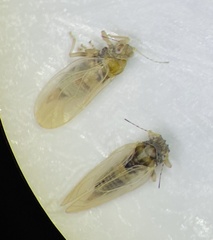 Ceanothia ceanothi