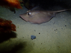 Trygonoptera personata