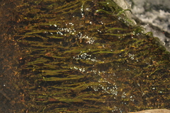 Hydrostachys polymorpha