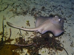 Trygonoptera personata
