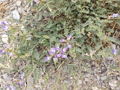 Astragalus emoryanus