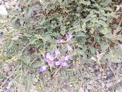 Astragalus emoryanus