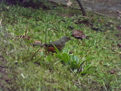 Turdus rufiventris