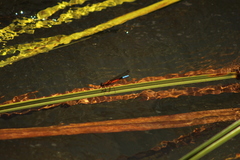 Platycypha fitzsimonsi