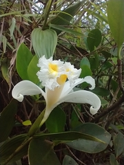 Sobralia virginalis