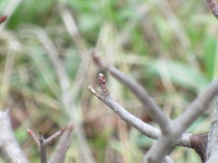 Malus ioensis texana