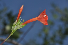 Ipomoea rubriflora