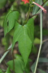 Ipomoea rubriflora