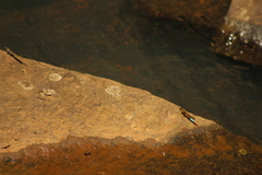 Platycypha fitzsimonsi