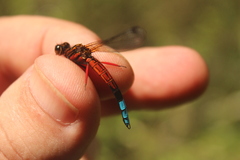 Platycypha fitzsimonsi