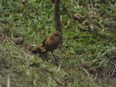 Furnarius rufus