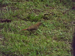 Furnarius rufus