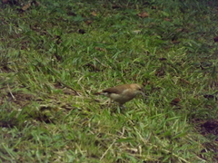 Furnarius rufus
