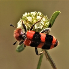 Trichodes apivorus