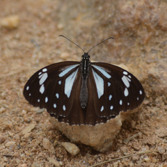 Parantica taprobana